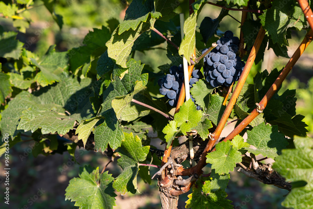 Mature dark blue grapes ready to be picked from the bush. Photo of the vineyard taken on a sunny day