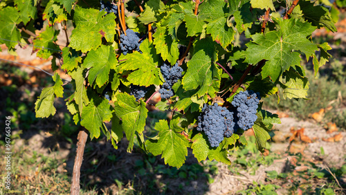 Obraz na płótnie Mature dark blue grapes ready to be picked from the bush. Photo of the vineyard taken on a sunny day w salonie