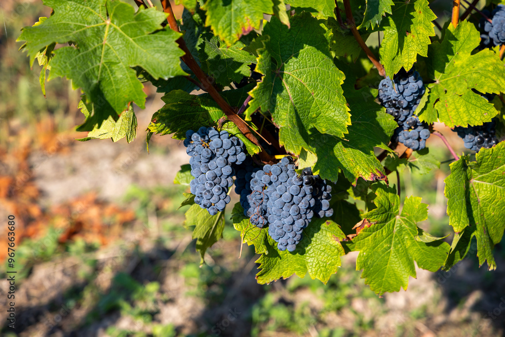 Mature dark blue grapes ready to be picked from the bush. Photo of the vineyard taken on a sunny day