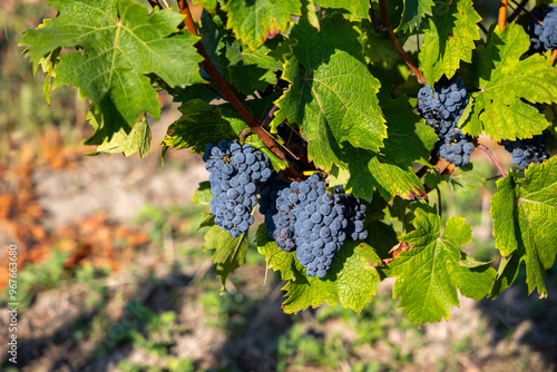 Obraz na płótnie Mature dark blue grapes ready to be picked from the bush. Photo of the vineyard taken on a sunny day w salonie