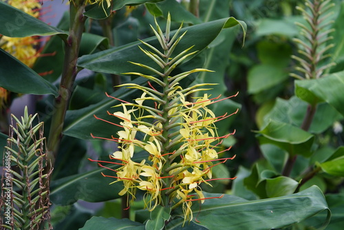 

 Hedychium gardnerianum, It is an erect herbaceous perennial growing to 8 ft (2.4 m) tall with long, bright green leaves clasping the tall stems. Hanover, Germany.
 photo