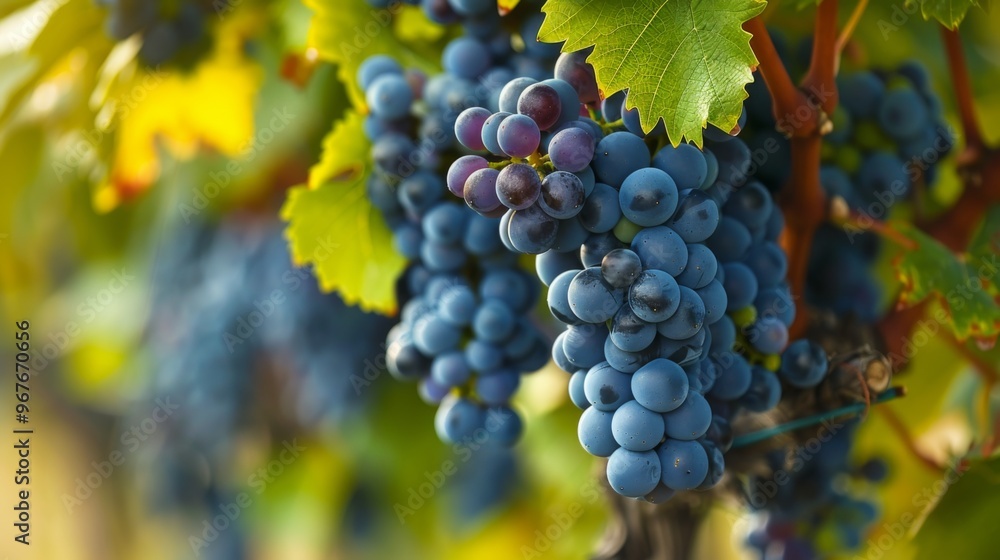 grapes in wine estates in South Australia. grapes in wine estates in South Australia.