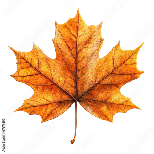 Wallpaper Mural A vibrant orange maple leaf, showcasing intricate patterns and textures, symbolizing the beauty of autumn foliage. Torontodigital.ca