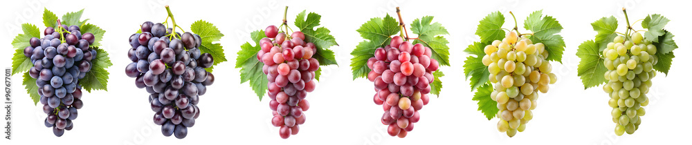 Fototapeta premium Collection of different grape varieties. black, white, and red with leaves on a transparent background. The concept of tasty and healthy food.