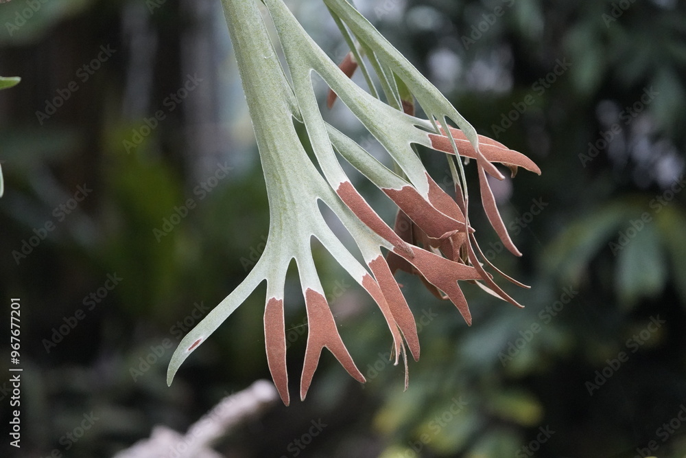 Ταπετσαρία Platycerium bifurcatum, Polypodiaceae family. Hanover, Germany.