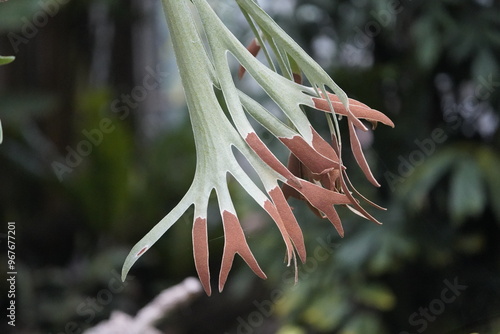 Fényképezés Platycerium bifurcatum, Polypodiaceae family. Hanover, Germany.