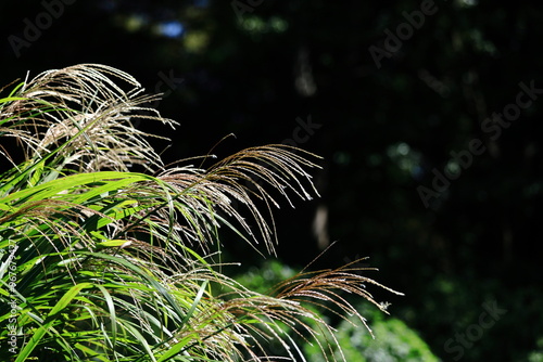 日本の秋を象徴する花