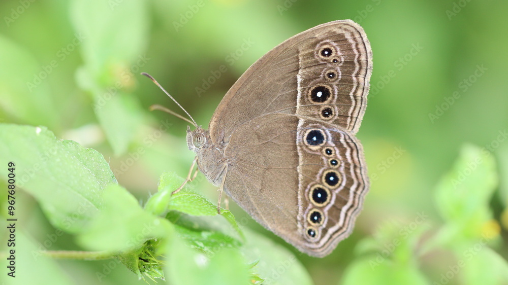 Fototapeta premium butterfly on leaf