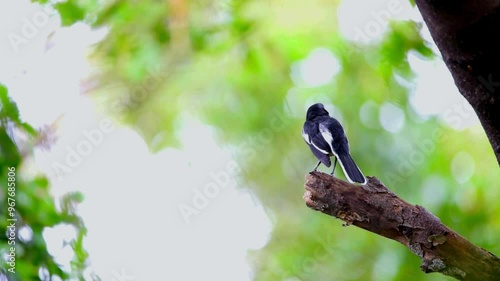 Oriental Magpie-Robin (Copsychus saularis)