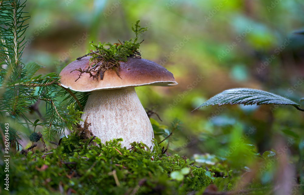 Fototapeta premium Boletus edulis