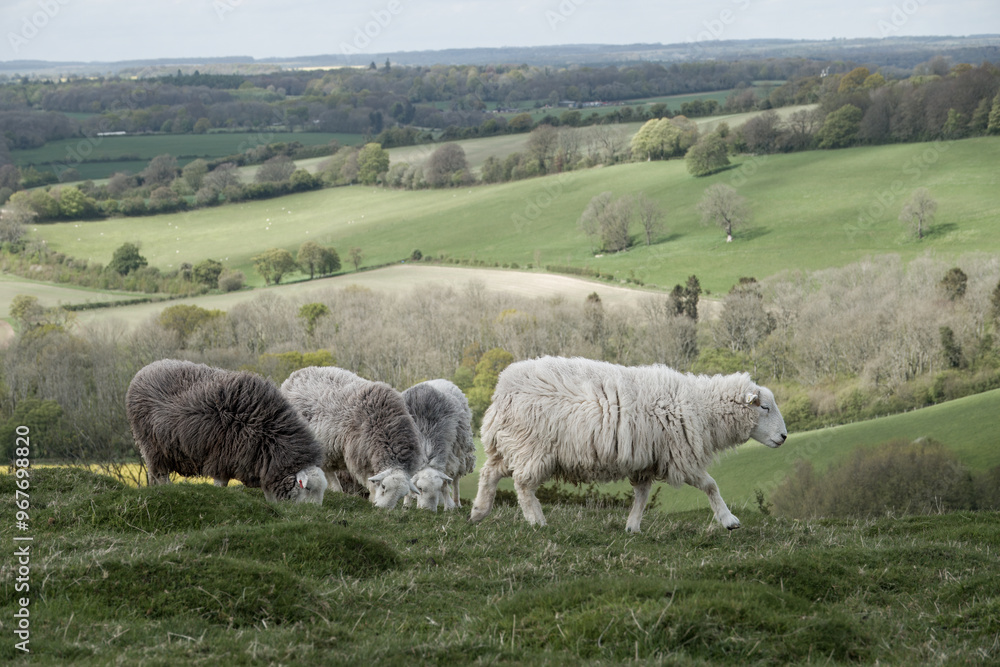 Naklejka premium Herdwick sheep on Old Winchester Hill Hampshire England