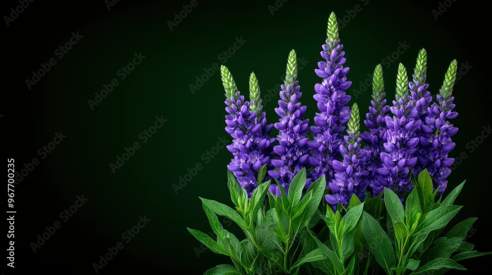 Purple Lupine Flowers on Dark Background Purple Lupine Flowers on Dark Background