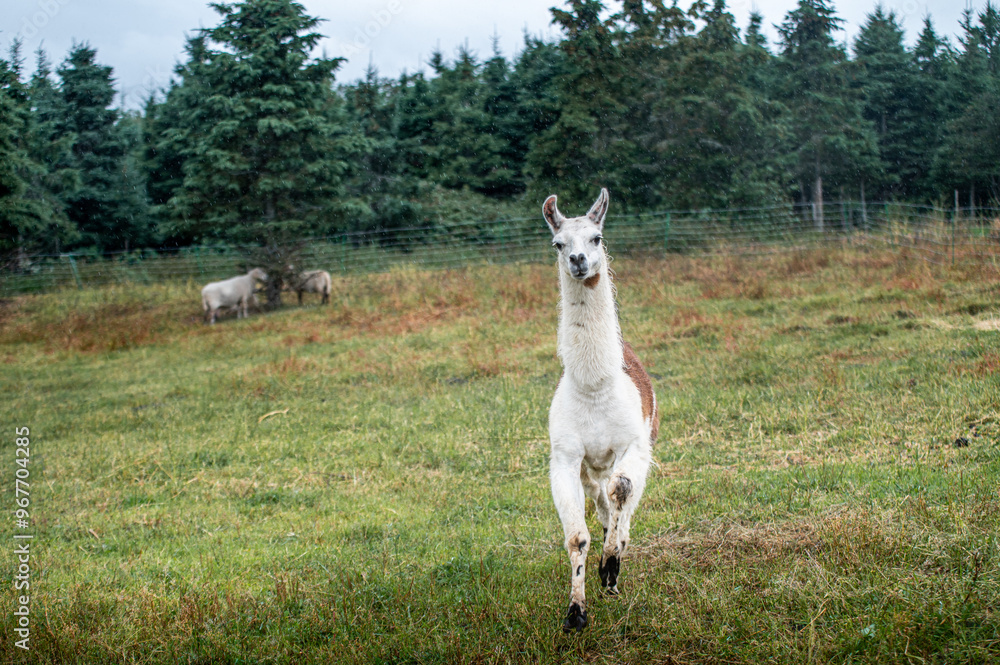 Fototapeta premium Running alpaca in a summer field on a rainy day