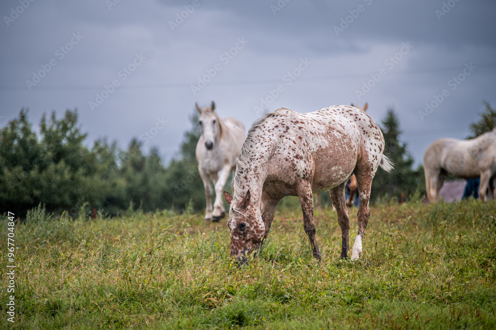Obraz premium Horses in summer pasture on a rainy day in quebec canada
