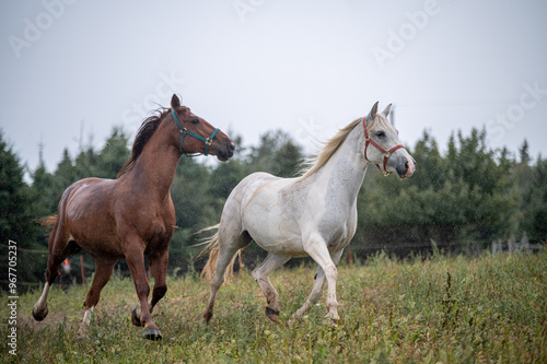 Wallpaper Mural Horses in summer pasture on a rainy day in quebec canada Torontodigital.ca