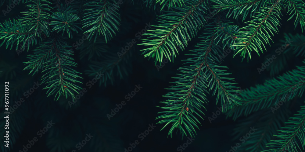 Xmas Banner background - close up of green Christmas fir tree branches with needles and dark copy space. Winter nature texture, holiday flyer, social media design