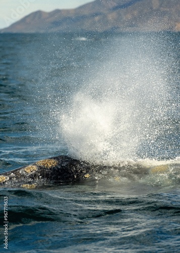 Closeup Whale Swimming At Ocean showing skin covered with balanuses and vibrissas spout. Gray whale migrating in blue ocean waters of Mexico. Unique photo of life mammal animal. Crustaceans on skin photo