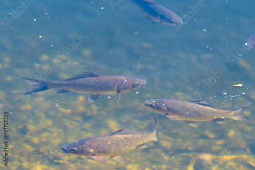 The Eurasian carp swims in a pond. European carp (Cyprinus carpio). the common carp.