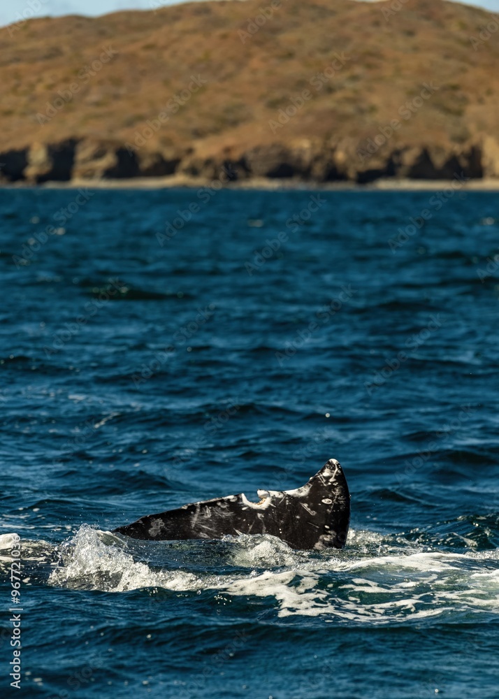 Fototapeta premium Closeup Whale Swimming At Ocean showing tail. Endangered wildlife conservation. Gray whale migrating in blue ocean waters of Mexico. Unique photo of wild life mammal giant animal. Tail spladhing water