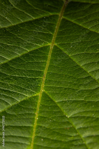 close up of green leaf texture with veins representing rebirth, balance, calm, and peace