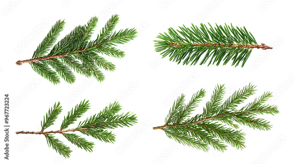 branches of fir tree isolated png transparent branches of fir tree isolated png transparent
