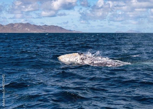 Closeup Whale Swimming At Ocean showing skin covered with balanuses and vibrissas. Gray whale migrating in blue ocean waters of Mexico. Unique photo of wild life mammal animal. Crustaceans on skin photo