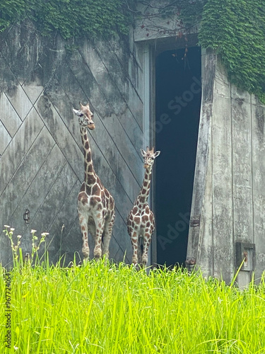 キリンの親子が建物から出てきて周りを眺めている photo