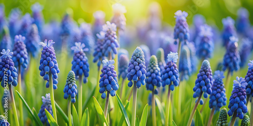 Beautiful blue muscari flowers blooming in a field of green grass in the spring , muscari, flowers, blue, beautiful, grass
