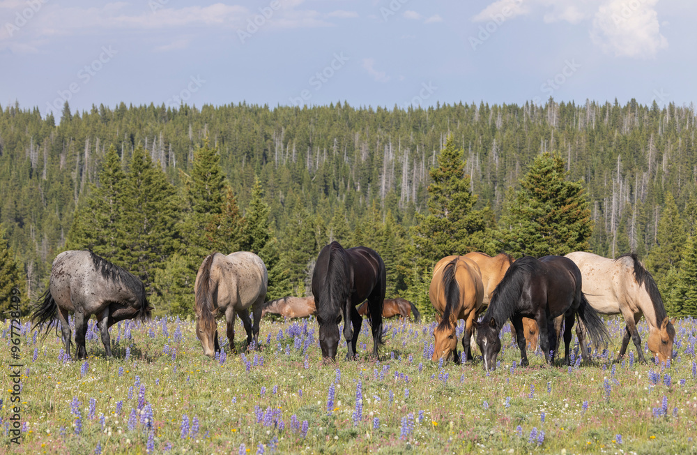 Wild Horses in Summer in the Pryor Mountains Montana Wild Horses in Summer in the Pryor Mountains Montana
