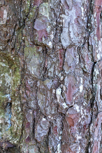 Close-up of pine tree trunk showcasing detailed bark texture and natural patterns. photo