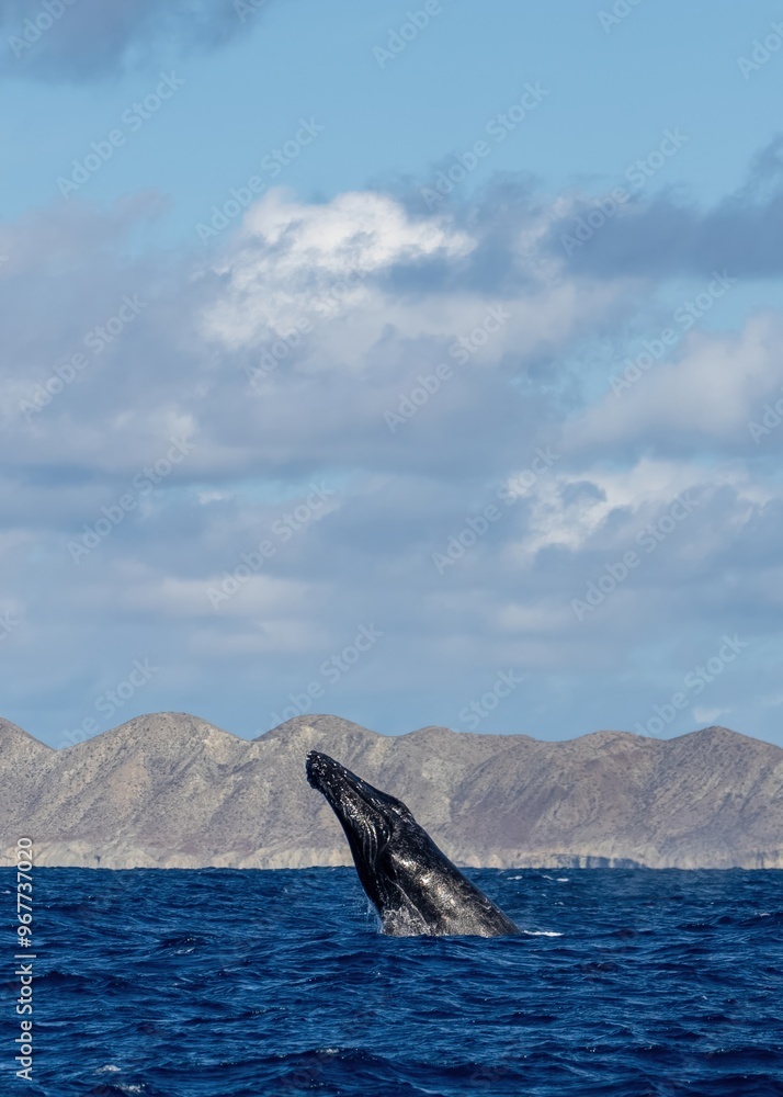 Fototapeta premium Humpback whale jump Megaptera novaeangliae breaches near East London South Africa. Shot in Hawaiian Islands Humpback Whale National Marine Sanctuary. Humpback whale jumps out of the water Slow motion