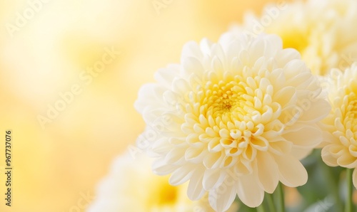 Beautiful White Chrysanthemums in Bloom Under Soft Sunlight background
