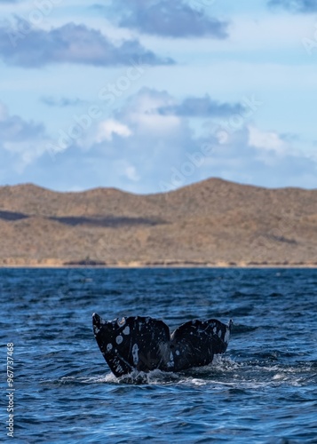 Closeup Whale Swimming At Ocean showing tail. Endangered wildlife conservation. Gray whale migrating in blue ocean waters of Mexico. Unique photo of wild life mammal giant animal. Tail spladhing water photo