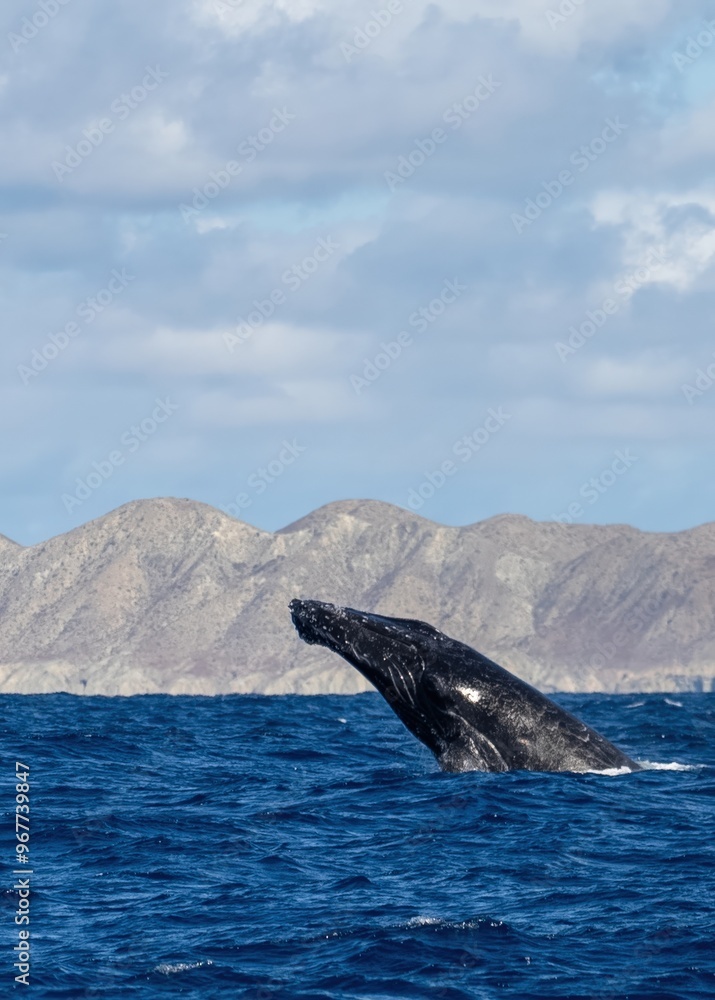 Fototapeta premium Humpback whale jump Megaptera novaeangliae breaches near East London South Africa. Shot in Hawaiian Islands Humpback Whale National Marine Sanctuary. Humpback whale jumps out of the water Slow motion