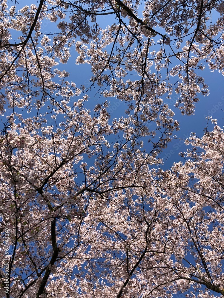 cherry blossom tree in spring