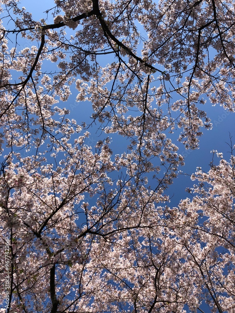 cherry blossom tree in spring cherry blossom tree in spring
