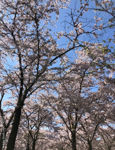 cherry blossom tree in spring