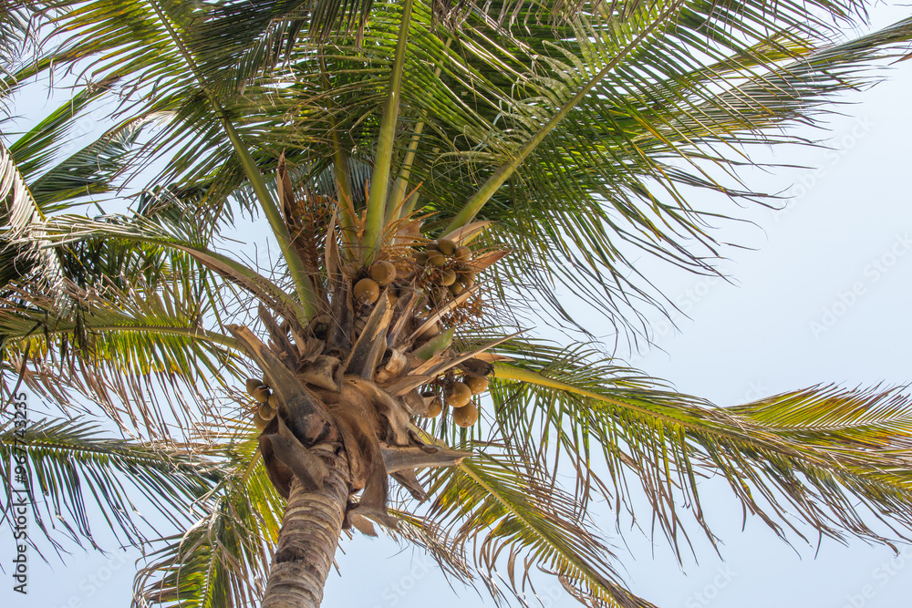 Fototapeta premium Coconut palm tree with coconuts on blue sky background