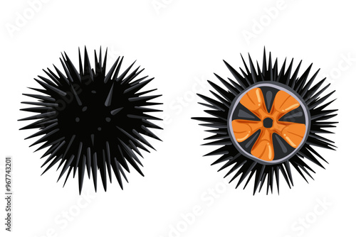 Sea urchin isolated on white background, vector illustration