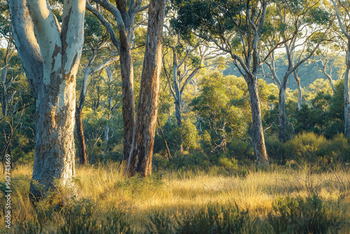 Gum Trees and shrubs in the Australian bush forest. photo