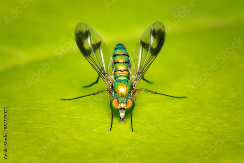 Canvas Print Small and colorful metallic green and orange fly drinking water on a leaf with b