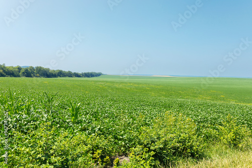 Endless green fields under a clear blue sky