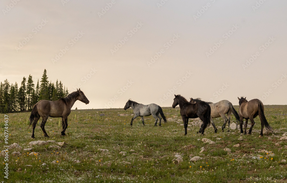 Obraz premium Wild Horses in Summer in the Pryor Mountains Montana