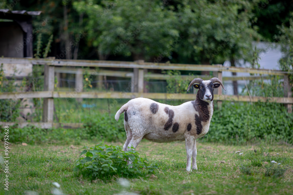 Lone Jacob sheep in her paddock, Image shows a single ewe in her field on a small farm in Surrey Lone Jacob sheep in her paddock, Image shows a single ewe in her field on a small farm in Surrey