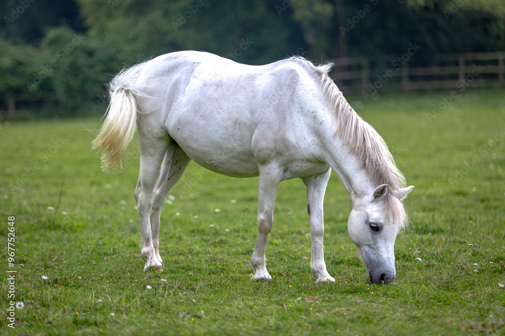 White or grey mare pony grazing in her paddock on a wet day, Image shows a beautiful horse grazing in it's field on a rainy day in Surrey White or grey mare pony grazing in her paddock on a wet day, Image shows a beautiful horse grazing in it's field on a rainy day in Surrey
