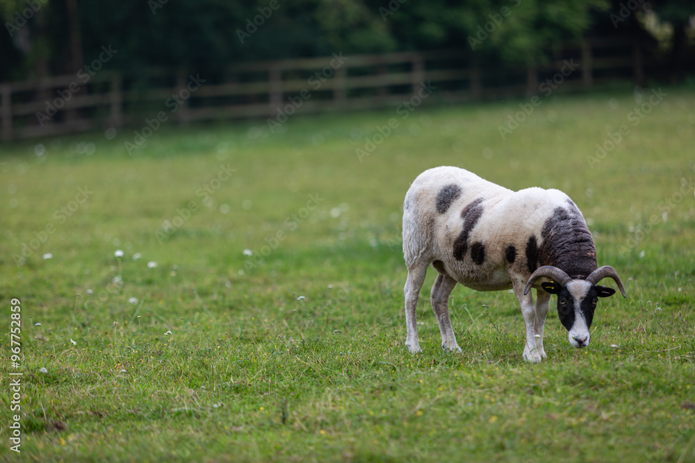 Obraz premium Lone Jacob sheep in her paddock, Image shows a single ewe in her field on a small farm in Surrey