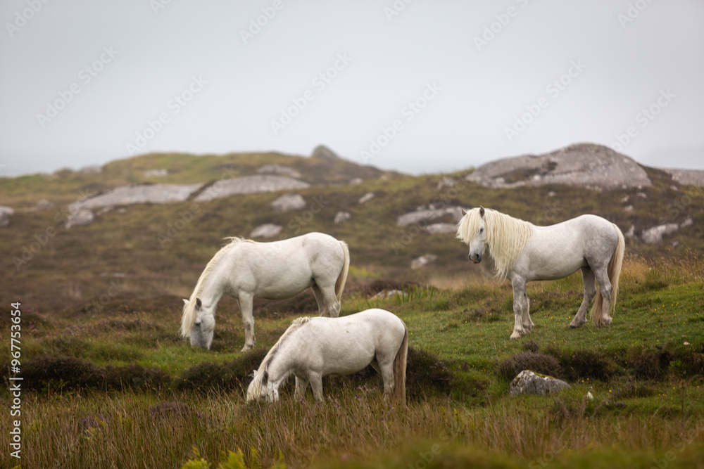 Eriskay Pony in the wild, Image shows a small herd of three wild Eriskay ponies in their natural environment on a wet windy summers day Eriskay Pony in the wild, Image shows a small herd of three wild Eriskay ponies in their natural environment on a wet windy summers day