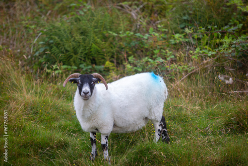 Scottish Blackface sheep on a remote Scottish island, Image shows a lone Scottish blackface sheep on the remote island of eriskay