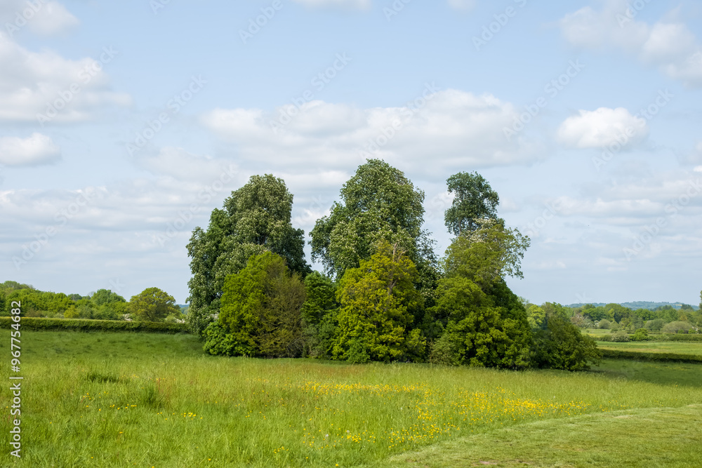 landscape with circle of trees, bright yellow buttercups and blue sky in the countryside landscape with circle of trees, bright yellow buttercups and blue sky in the countryside
