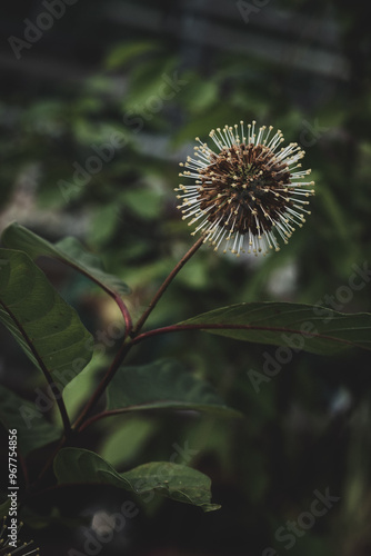 flower in the form of a ball on a green abstract background